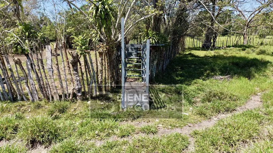 Finca en Chiriqui, Alanje, 50.6 hectáreas, La Pita - Imagen 8