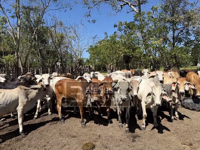 Finca en Chiriqui, Alanje, 50.6 hectáreas, La Pita - Imagen 16