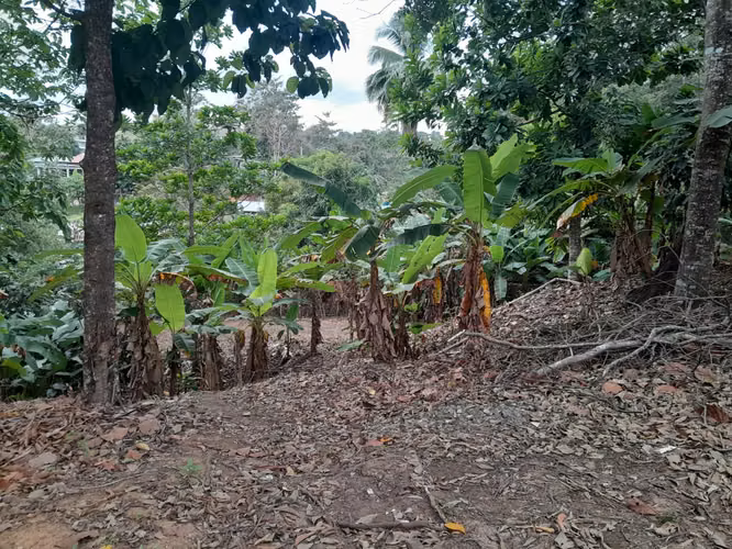 Venta de Terreno de 10,076 m2 en la Vía Interamericana en Las Garzas, Pacora