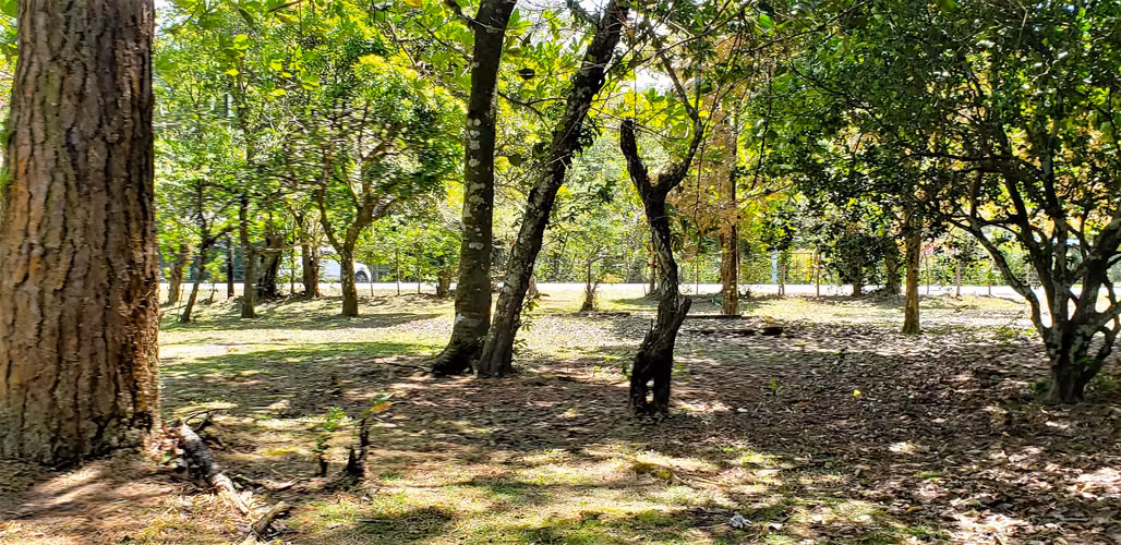 VENDO TERRENO PLANO DE 2 HECTAREAS EN EL VALLE - Imagen 7