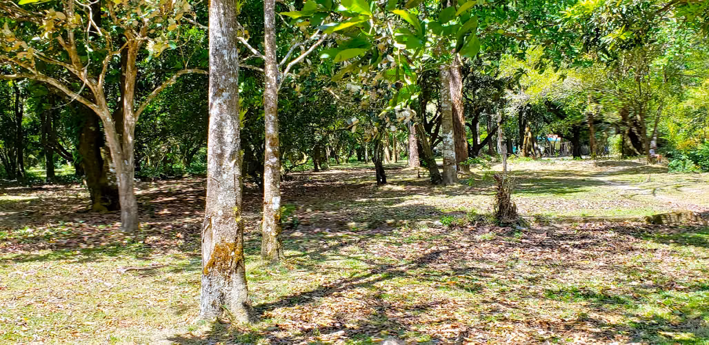 VENDO TERRENO PLANO DE 2 HECTAREAS EN EL VALLE - Imagen 5