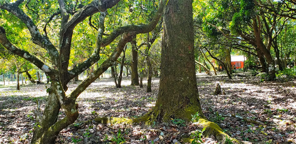 VENDO TERRENO PLANO DE 2 HECTAREAS EN EL VALLE - Imagen 9