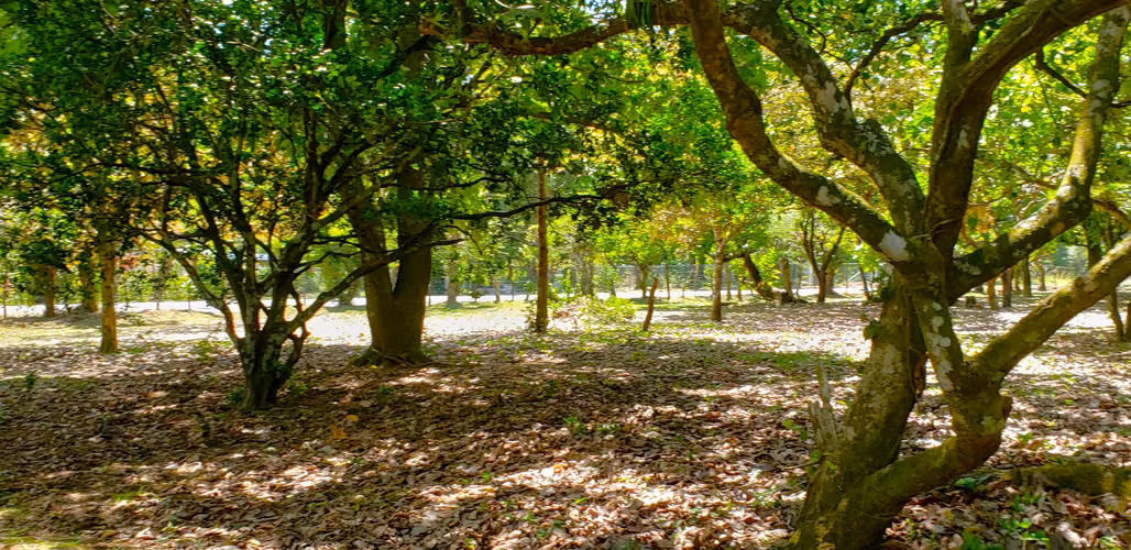 VENDO TERRENO PLANO DE 2 HECTAREAS EN EL VALLE - Imagen 8