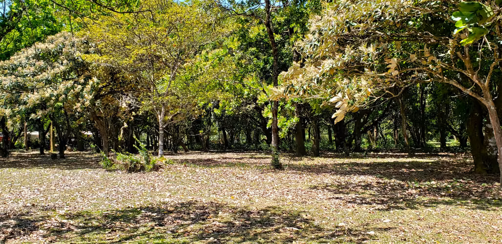 VENDO TERRENO PLANO DE 2 HECTAREAS EN EL VALLE - Imagen 4