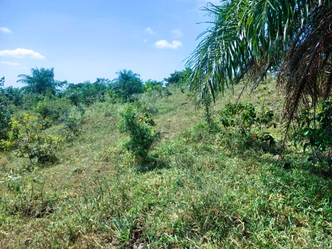 VENDO HERMOSA FINCA EN CALOBRE DE 55 HECTÁREAS EN CALOBRE