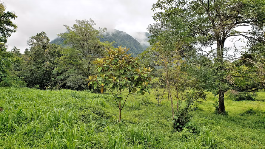 VENDO TERRENO DE 24940MTS. EN EL VALLE - Imagen 2