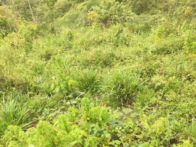 Venta de Finca en Veraguas, Soná, Cativé, 526 hectáreas