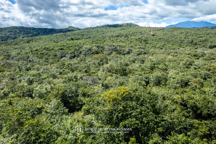Terrenos boscosos en Caldera Panamá