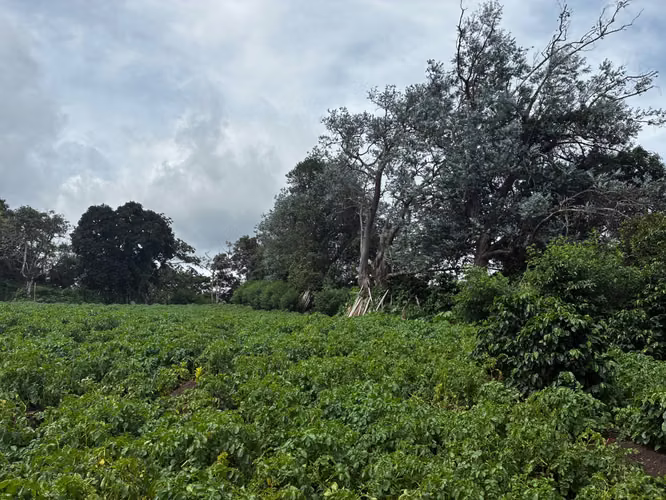 Terreno en Venta en Palmira Arriba, Boquete | 5,000 m² | Vistas a la Montaña | $128,000