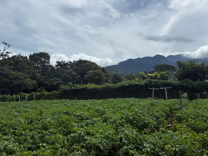 Terreno en Venta en Palmira Arriba, Boquete | 5,000 m² | Vistas a la Montaña | $128,000