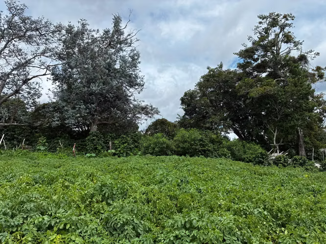 Terreno en Venta en Palmira Arriba, Boquete | 5,000 m² | Vistas a la Montaña | $128,000