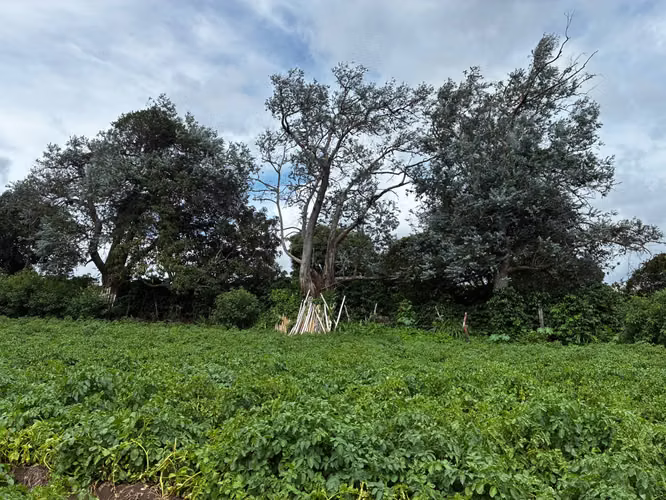 Terreno en Venta en Palmira Arriba, Boquete | 5,000 m² | Vistas a la Montaña | $128,000