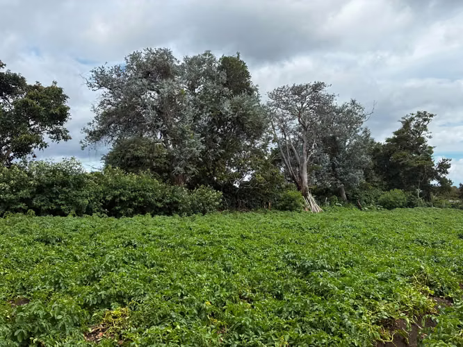 Land for Sale in Palmira Arriba, Boquete | 5,000 m² | Mountain Views | $128,000