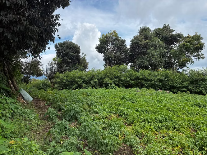Terreno en Venta en Palmira Arriba, Boquete | 5,000 m² | Vistas a la Montaña | $128,000