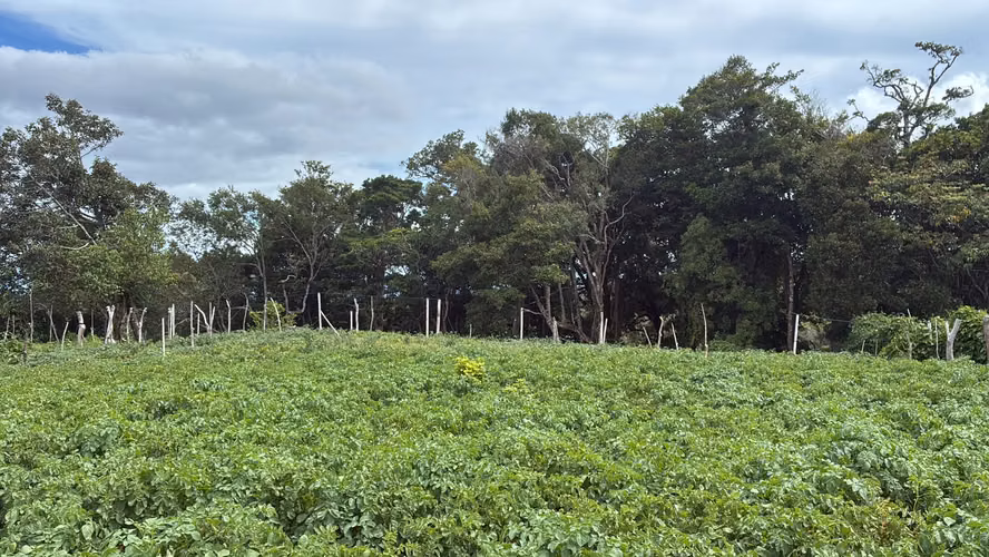 Terreno en Venta en Palmira Arriba, Boquete | 5,000 m² | Vistas a la Montaña | $128,000