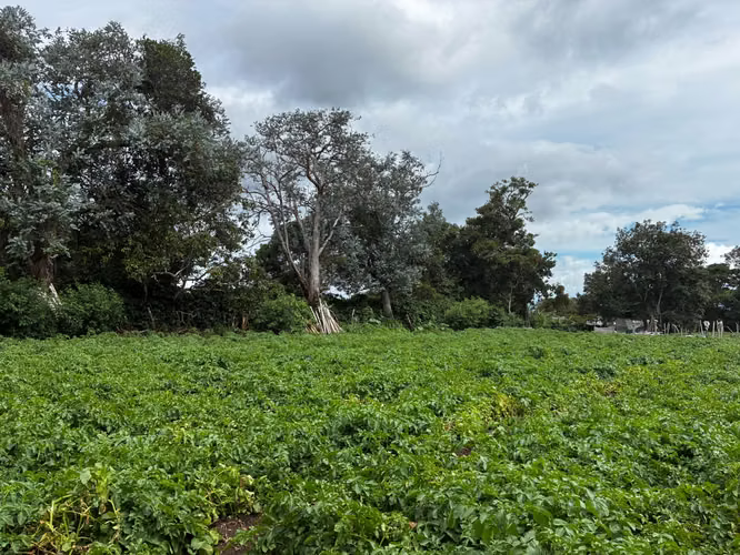 Terreno en Venta en Palmira Arriba, Boquete | 5,000 m² | Vistas a la Montaña | $128,000