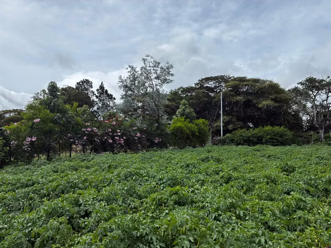 Terreno en Venta en Palmira Arriba, Boquete | 5,000 m² | Vistas a la Montaña | $128,000