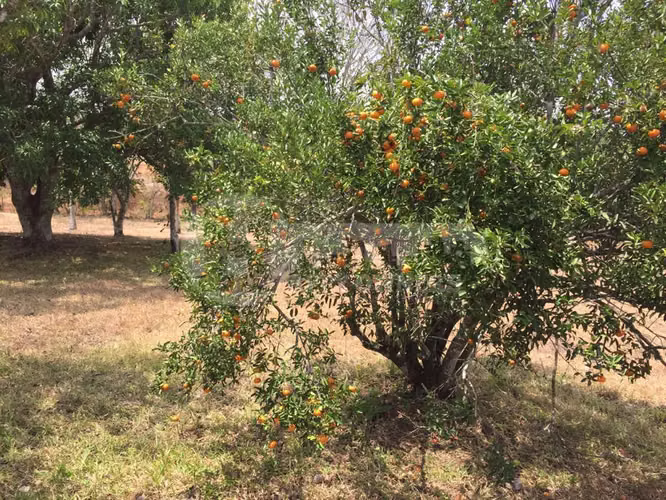 Venta de terreno en El Arado, La Chorrera