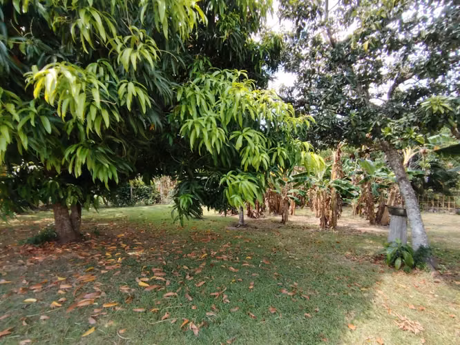 Terreno cerca de Playas - Santa Clara Panama - Imagen 3
