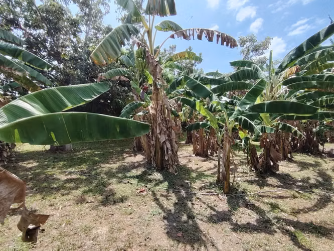 Terreno cerca de Playas - Santa Clara Panama - Imagen 8