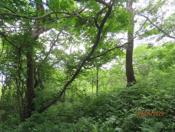 Se vende Terreno en San Carlitos, David, Chirqui - Imagen 6