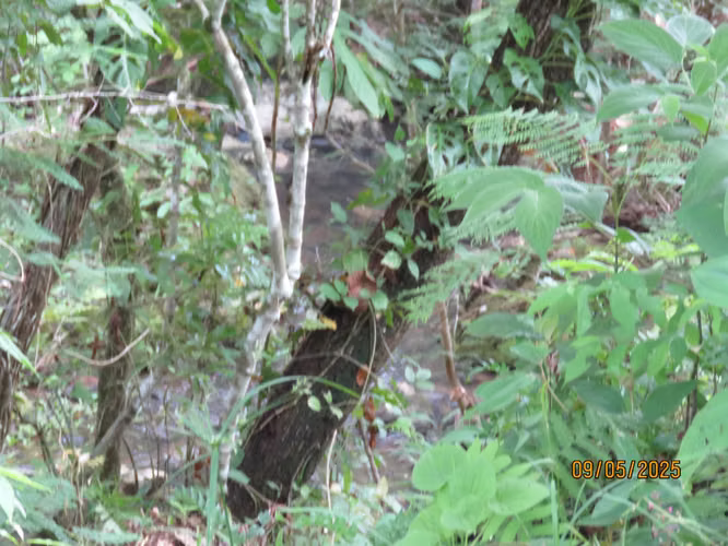 Se vende Terreno en San Carlitos, David, Chirqui - Imagen 5
