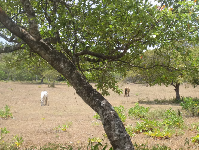 SE VENDE TERRENO PLANO EN EL CHIRU