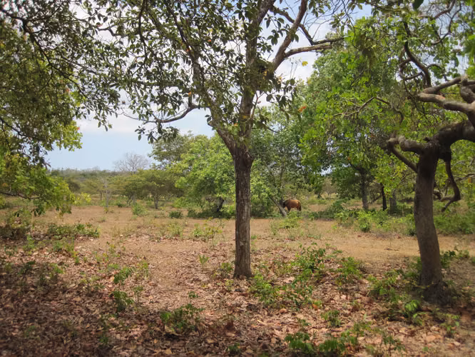 SE VENDE TERRENO PLANO EN EL CHIRU