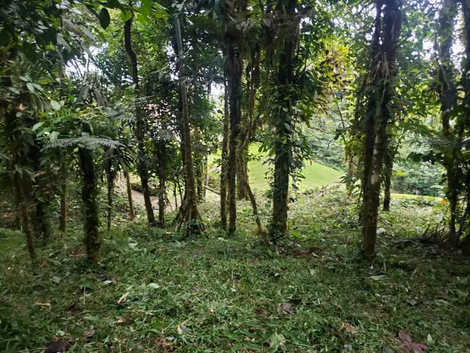 Se Vende terreno en Altos del María - San Carlos.
