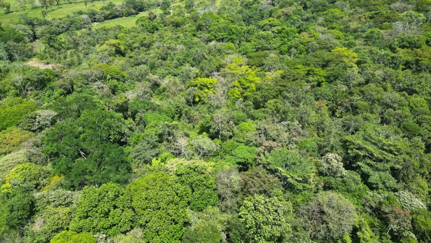 Venta de Finca en El Espino, La Chorrera, 19.6 hectáreas