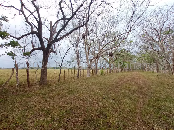 Terreno en Venta en David YM