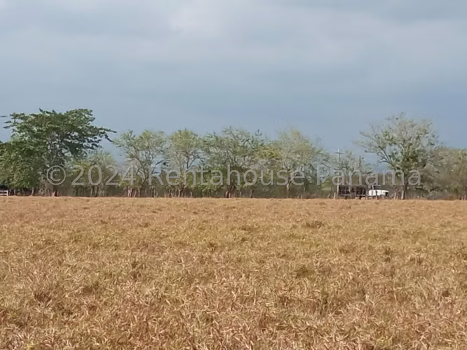 Terreno en Venta en David YM