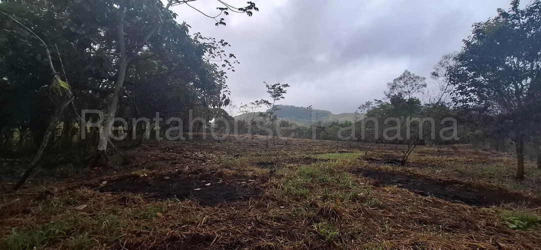 Terreno En Alquiler En La Chorrera ABS