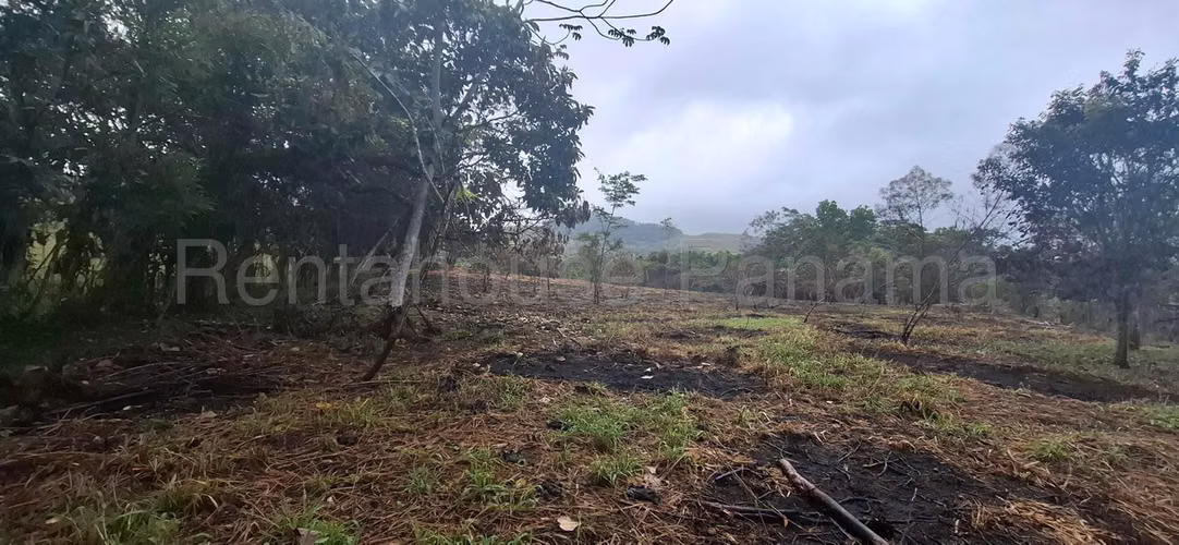 Terreno En Alquiler En La Chorrera ABS