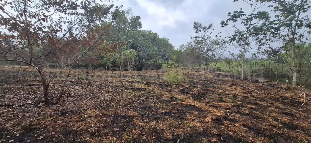 Terreno En Alquiler En La Chorrera ABS