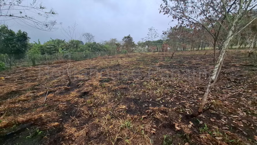 Terreno En Alquiler En La Chorrera ABS