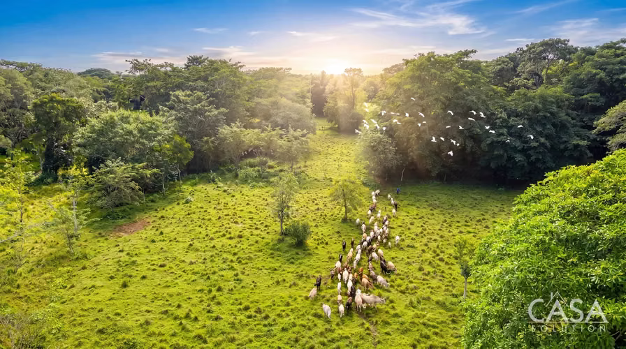 Finca Ganadera De 55 Hectáreas En Venta En Colón - cerca de Miramar y la Costa