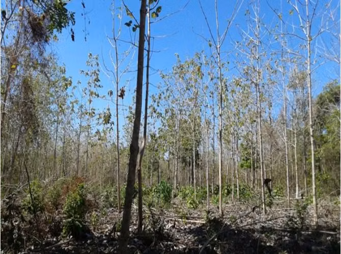 Finca para inversion – Mesa de San Martín, Loma Bonita