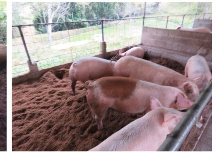VENDO FINCA PRODUCTIVA 44 HECTAREAS PARA INVERSION GANADERIA Y AGRO INDUSTRIAL