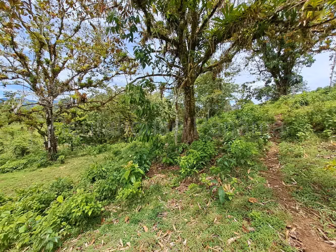 VENTA DE TERRENO EN COCLE MCD25-8652