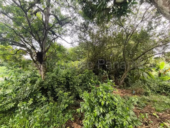 Terreno en Venta en La Chorrera ABS