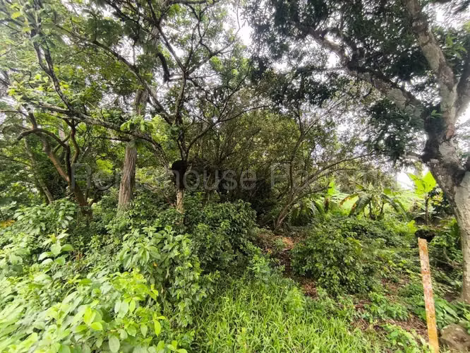Terreno en Venta en La Chorrera ABS