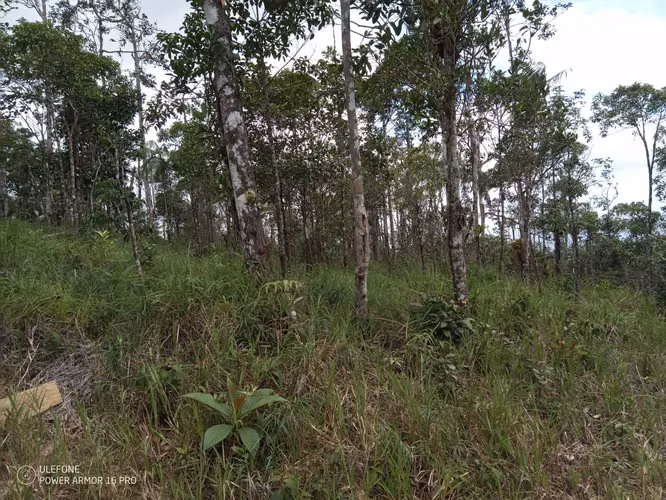 20 Hectáreas en Cerro Azul | Altos del Pacora en venta
