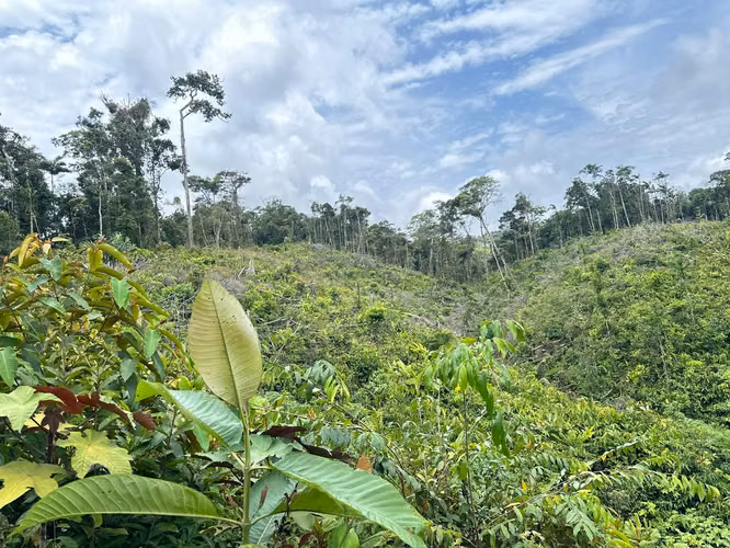 Se vende finca en Cartí – 15 hectáreas