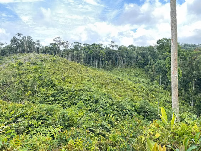 Se vende finca en Cartí – 15 hectáreas