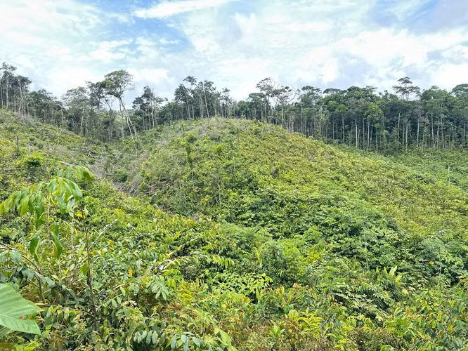 Se vende finca en Cartí – 15 hectáreas