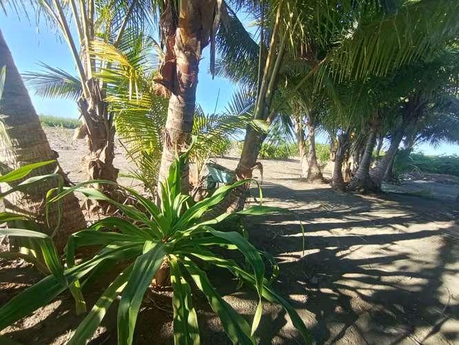 PALMERA A ISLA CANAS, FRENTE DE MAR (13,420m2) HERMOSA PROPRIEDAD DOBLE ENTRADA (Estero y Mar) - Imagen 8