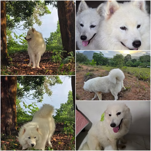 Samoyedo - Imagen 2