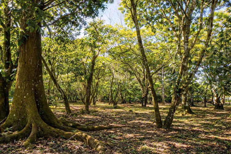 Oportunidad de terreno en Potrerillos, Panamá