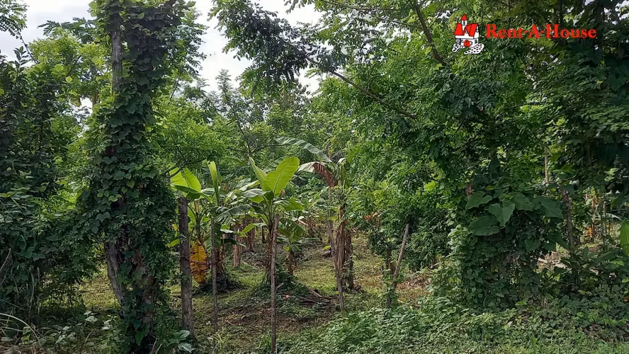 Lote de 25 HA en Pacora 24YCG5570 - Imagen 2